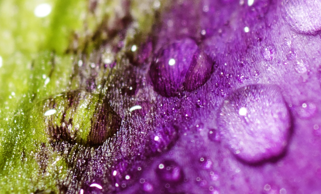 The World Of Macro – Images by Studio MAP